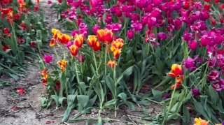 Bakı Bulvarında çiçəkləri kim yararsız hala salıb? - VİDEO 