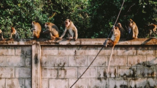 Meymun 4 aylıq körpəni valideynindən alıb DAMDAN ATDI 