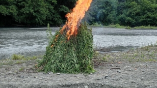 Balakəndə 5 tondan artıq narkotik tərkibli bitki məhv edilib  - FOTO