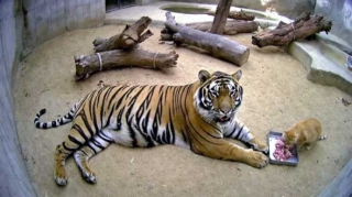 Dünyanın ən qorxmaz pişiyi: Görənləri şoka salır - FOTO 