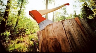 Şəkidə ağac kəsənlərlə bağlı cinayət işi başlandı