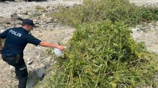 В Исмайыллы уничтожено более полутора тонн кустов конопли - ФОТО