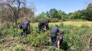 Ağdaşda 1 tondan artıq çətənə bitkisi yandırılıb - FOTO 