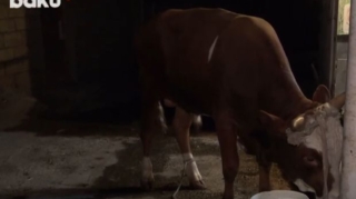 Zabratda qəssabın hərəkəti sakinləri özündən çıxardı   - VİDEO