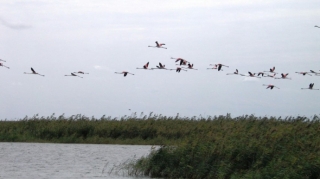 Qızılağac Milli Parkının mühafizə rejimini pozan şəxs cəzalandırılıb 