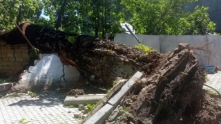 İsmayıllıda güclü külək irigövdəli ağacları aşırıb - FOTO 
