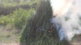 В Огузском районе уничтожено около четырех тонн конопли  - ФОТО - ВИДЕО