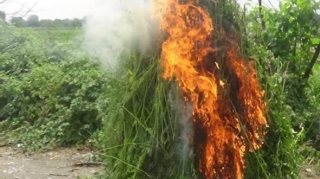 Şəkidə 6 tona yaxın narkotik vasitə məhv edildi  - FOTO