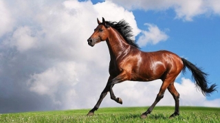  At ilinin xarakteri: 2026 kimlərə düşərli olacaq? 