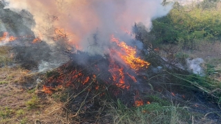 Xocavənddə 2 ton çətənə məhv edilib - FOTO 