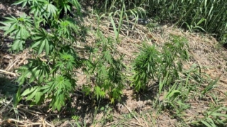 Naftalanda narkotik yetişdirən şəxs tutuldu - FOTO 