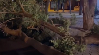 Güclü külək Yasamalda ağacı aşırdı - VİDEO