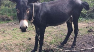 Bir uzunqulağa görə sosial yardımdan məhrum oldu - Tərtərdə LƏTİFƏ KİMİ HADİSƏ 