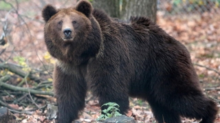 Vəhşi heyvanları qəfəsdə saxlayan restoran sahibi cəzalandı