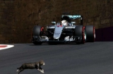 Formula 1 yarışında trasa pişik, dovşan, tülkü və kərtənkələ çıxdı - FOTO