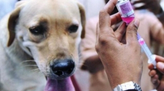 Ötən il quduzluqdan 4 nəfər ölüb