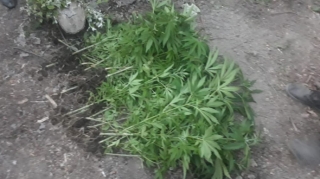 Meşədə narkotik becərən şəxslər saxlanılıb - FOTO 