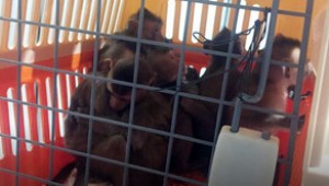 Aeroportda 15 meymun müsadirə edildi - VİDEO