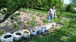 В Шабране задержали подозреваемого в культивации наркосодержащих растений - ФОТО