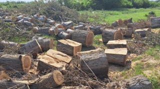 Zərdabda ağacları kəsən şəxslər saxlanılıb  - FOTO