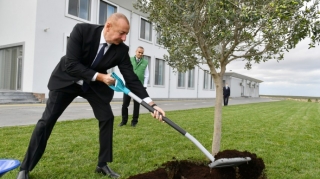 Prezident İlham Əliyev Zirədə zeytun ağacı əkib