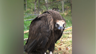 Adı "Qırmızı Kitab"a  düşmüş qara kərkəs IDEA tərəfindən xilas edildi 