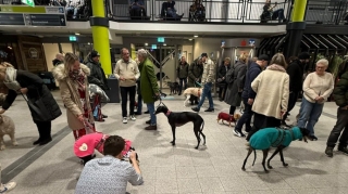 Hava limanı itlər üçün sığınacağa çevrildi - FOTO