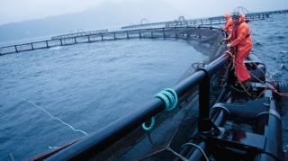 Sakit okeanın dibi ilə 15 min kilometrlik kabel çəkiləcək