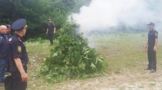 Qubada 3,2 ton narkotik tərkibli bitkilər məhv edildi  - FOTO