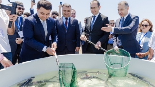 Xəzər dənizinə 100 000 nərə buraxıldı - FOTOLAR 