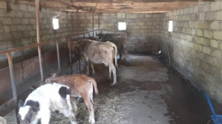 Oğuzda həmkəndlilərinin mal-qarasını oğurlayan şəxslər saxlanıldı  - FOTO