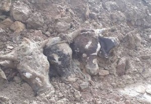 Bakıda kanalizasiyadan heyvan başları çıxarıldı – VİDEO