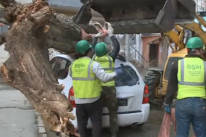 Bakıda ağac avtomobilin üzərinə aşdı - VİDEO