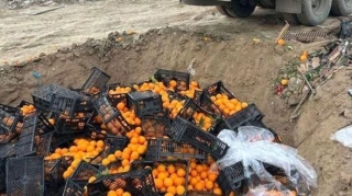 İrandan gətirilən tonlarla portağal məhv edildi