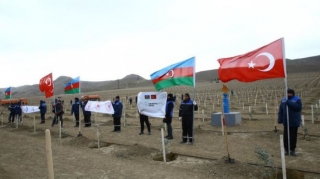 11 noyabrda 111 111 ağac əkiləcək   - FOTO