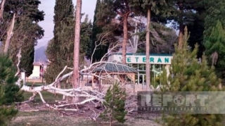 Oğuzda güclü külək irigövdəli ağacı park ərazisinə aşırıb  - FOTO