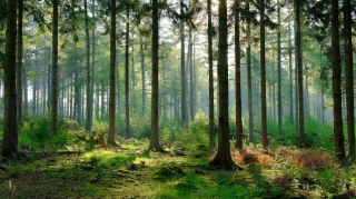 Meşədə itkin düşmüş oğlanın parçalanmış meyiti tapılıb - Oğuzda 