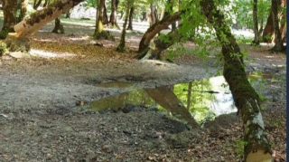 5 ağacı kəsib "Qazel"ə yükləyərək aradan çıxan şəxs cərimələnib  - FOTO  