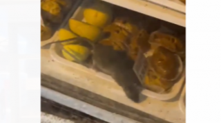 Şirniyyat mağazasında iyrənclik  - Siçovul keksin üzərində gəzir - VİDEO 