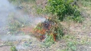 Azad edilmiş ərazilərdə narkotik tərkibli bitkilər aşkarlandı  - FOTO