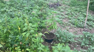 Bostanda narkotik yetişdirən tutuldu - FOTO 