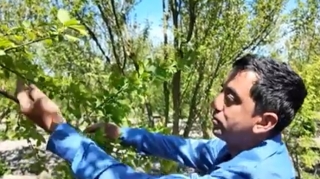 Bu il bazarlarda alça tapılmayacaq? - VİDEO