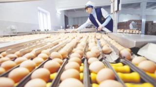 Qiymətlər rekord həddə enə bilər: Yumurta bazarında nə baş verir? 