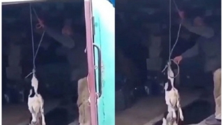 Xaçmazda iti asaraq öldürən 86 yaşlı kişi saxlanılıb 