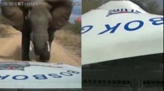 Qəzəbli fil hücum etdiyi maşını əzib məhv etdi