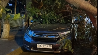 Bakıda ağac maşının üstünə aşdı, yolda hərəkət dayandı   - FOTO