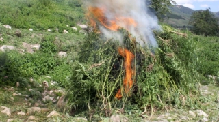 Daşaltıda 1 tondan çox çətənə bitkisi məhv edilib 