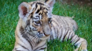 Bakı Zooloji Parkında pələng balası doğulub - FOTO 