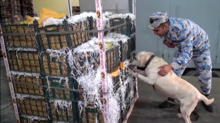 “Alma” yüklü avtomobildən külli miqdarda narkotik vasitə aşkar edildi - FOTO