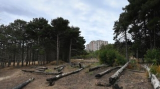 Bakıdakı yaşıllıq ərazidə ağaclar kəsilir, zibillər qalaqlanır - FOTOREPORTAJ 